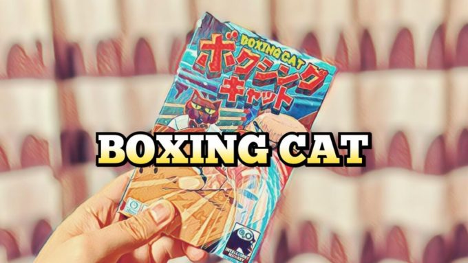 boxing cat